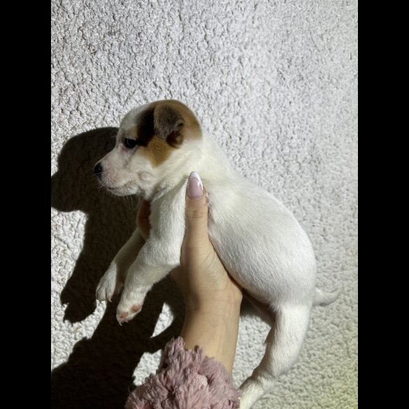 Parson Russell Terrier - Both