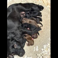 Patterdale Terrier - Both