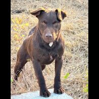 Patterdale Terrier - Both