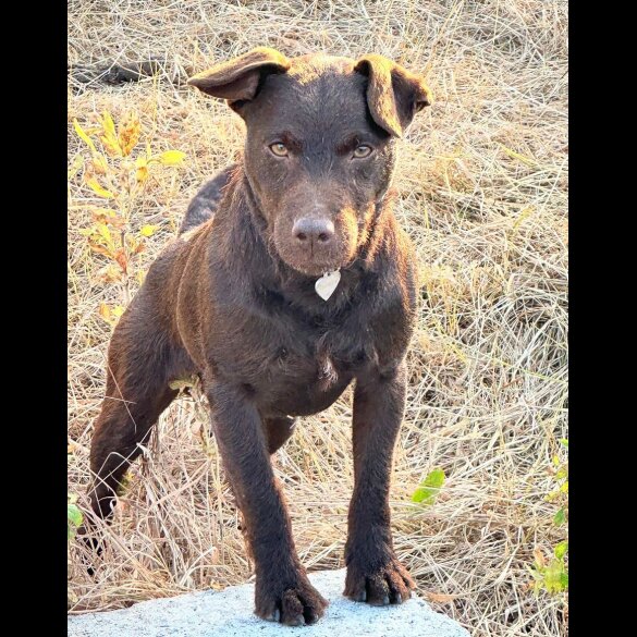 Patterdale Terrier - Both