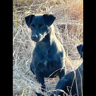 Patterdale Terrier - Both