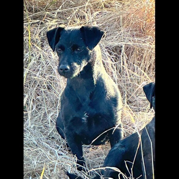 Patterdale Terrier - Both