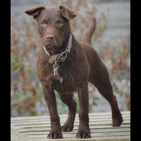 Patterdale Terrier - Both