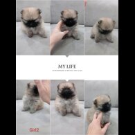 Pomeranian - Both