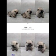 Pomeranian - Both