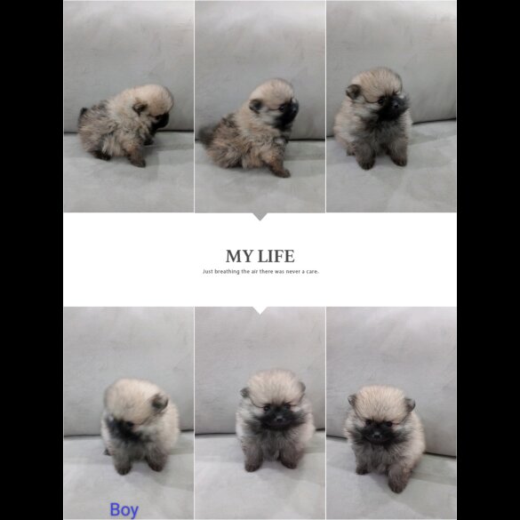 Pomeranian - Both