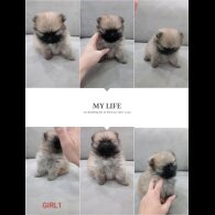 Pomeranian - Both