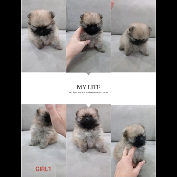 Pomeranian - Both