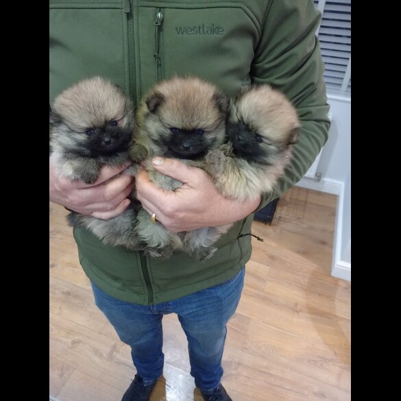 Pomeranian - Both