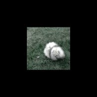 Pomeranian - Both