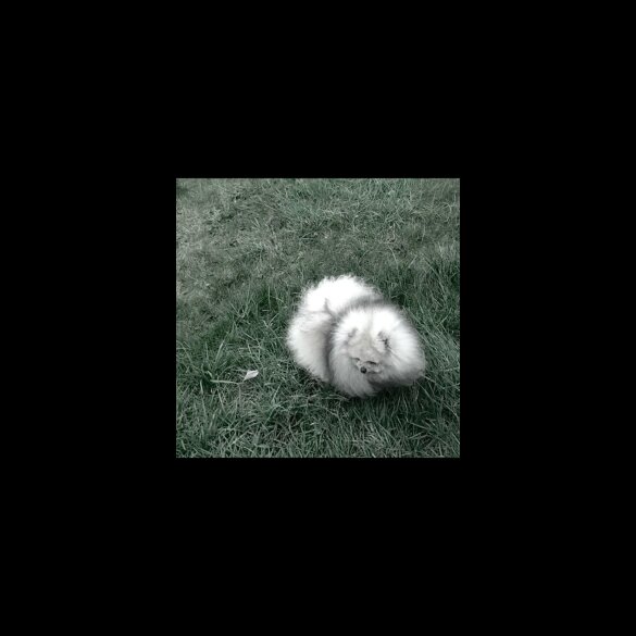 Pomeranian - Both