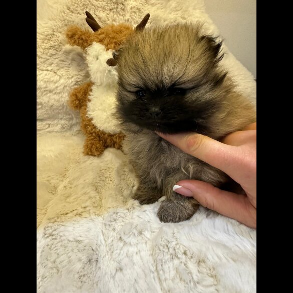 Pomeranian - Both