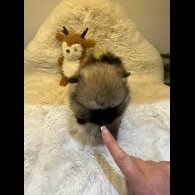 Pomeranian - Both
