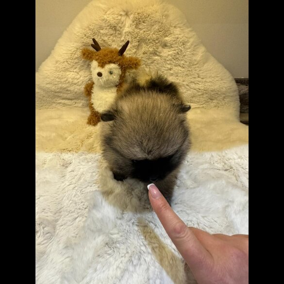 Pomeranian - Both