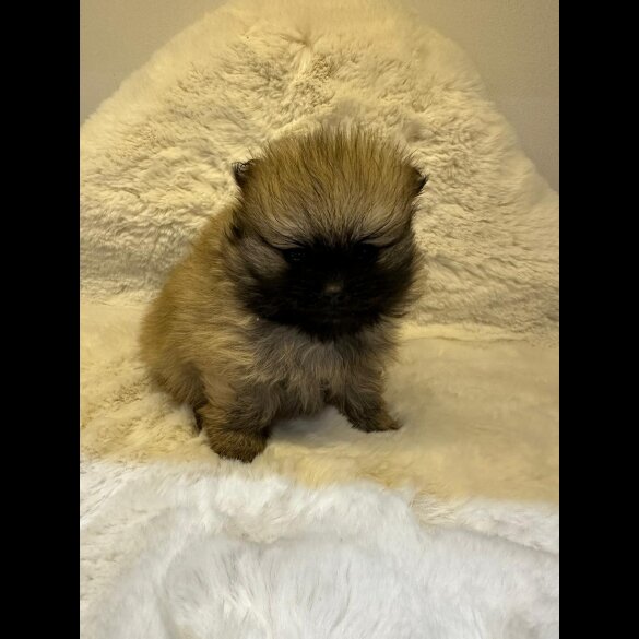 Pomeranian - Both