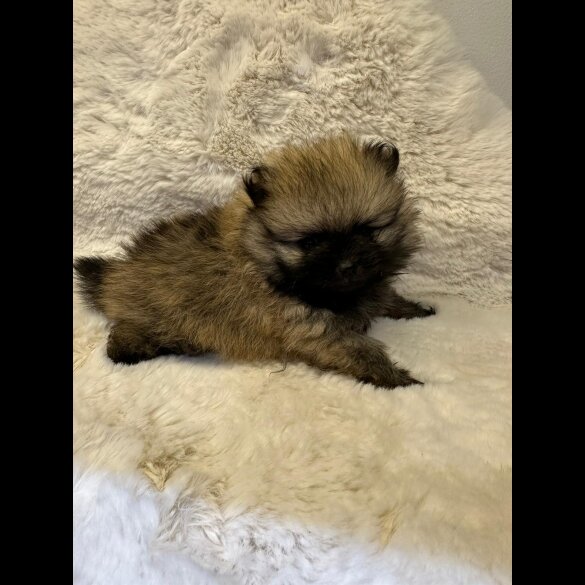 Pomeranian - Both