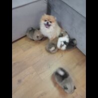 Pomeranian - Both