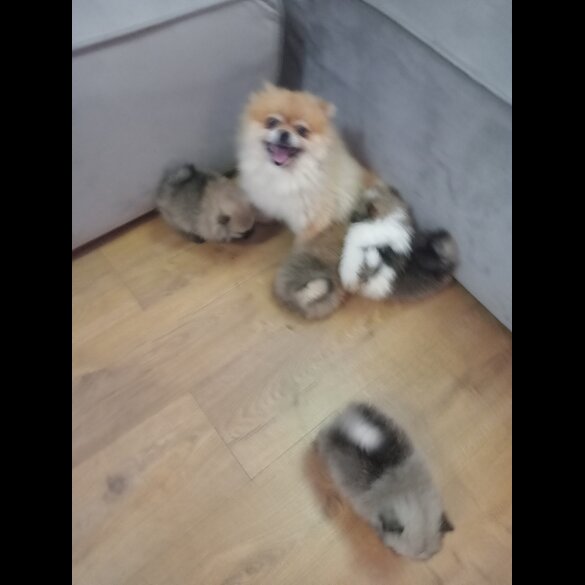 Pomeranian - Both