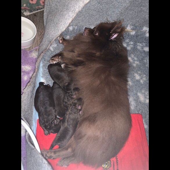 Pomeranian - Both