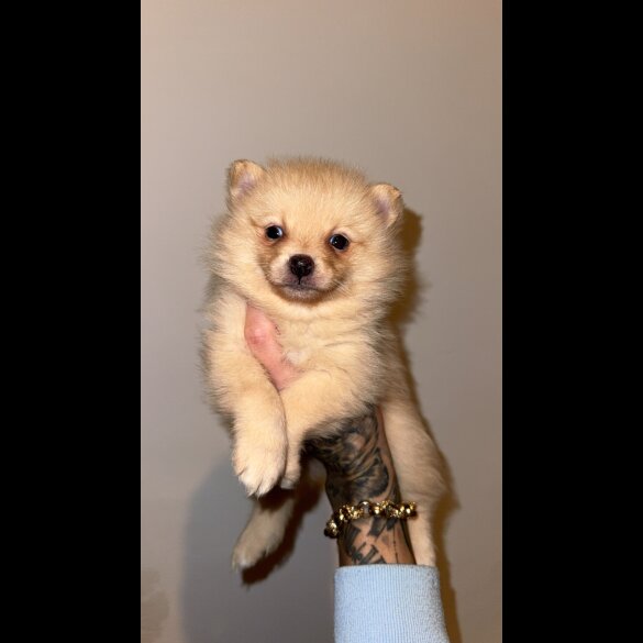 Pomsky - Both