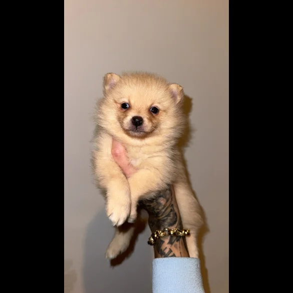 Pomsky - Both