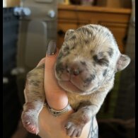 Presa Canario - Both