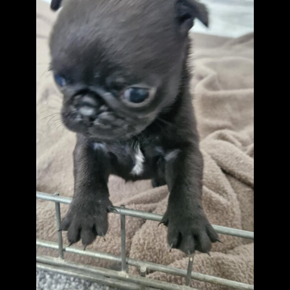 Pug - Bitches