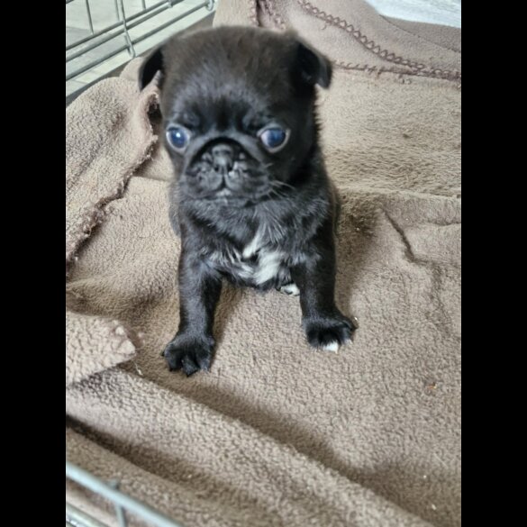 Pug - Bitches