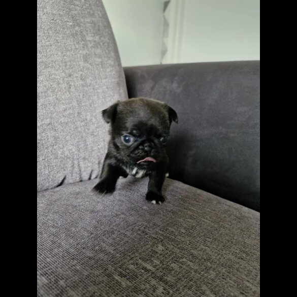 Pug - Bitches