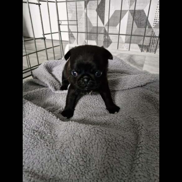 Pug - Bitches