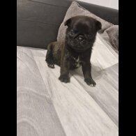 Pug - Bitches