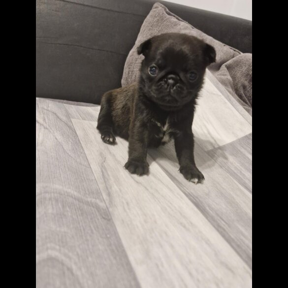 Pug - Bitches