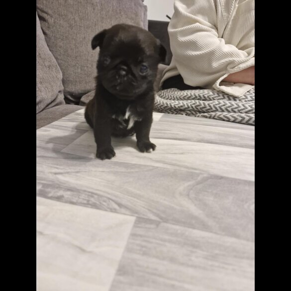Pug - Bitches