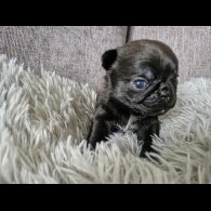 Pug - Bitches