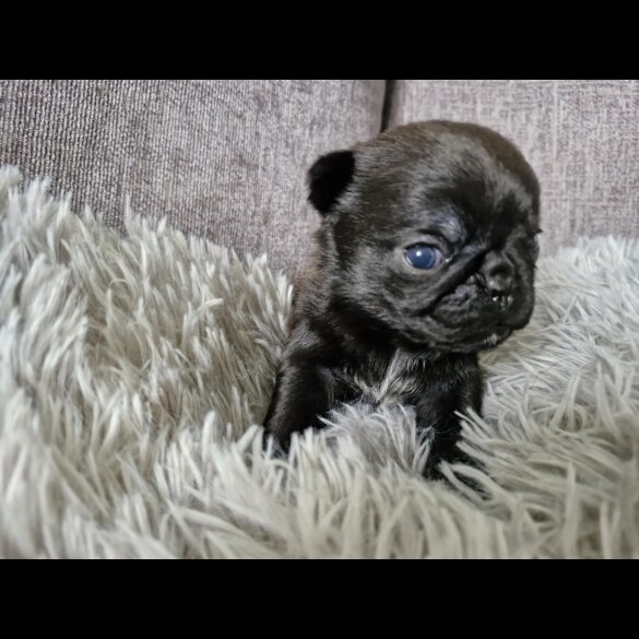 Pug - Bitches