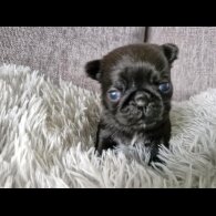 Pug - Bitches