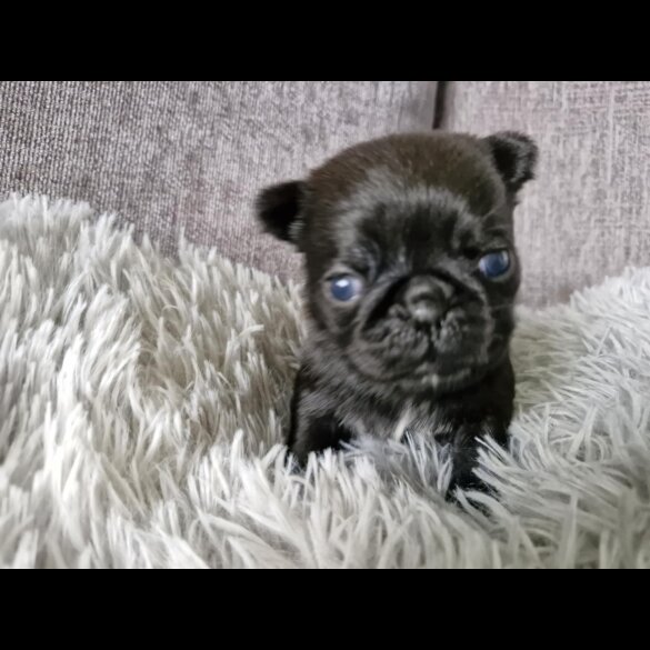 Pug - Bitches