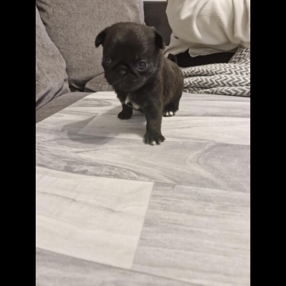 Pug - Bitches