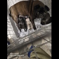 Pug - Bitches
