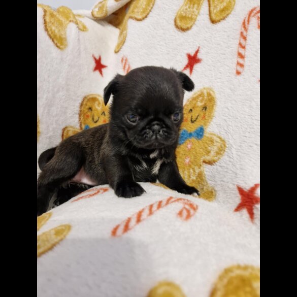Pug - Bitches