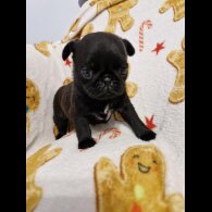 Pug - Bitches