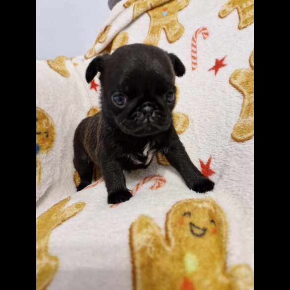 Pug - Bitches