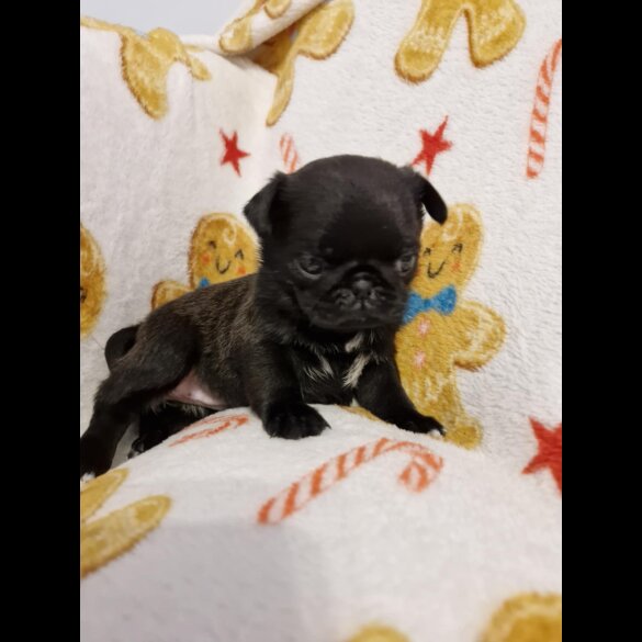 Pug - Bitches
