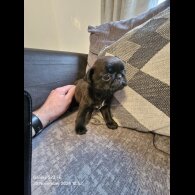 Pug - Bitches