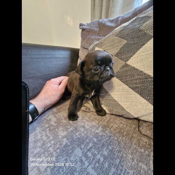 Pug - Bitches