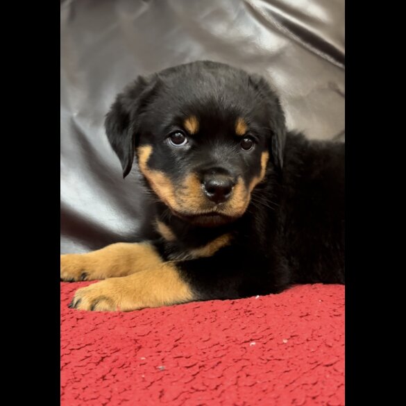 Rottweiler - Dogs