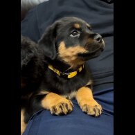 Rottweiler - Dogs