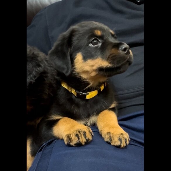 Rottweiler - Dogs