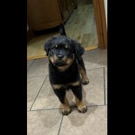 Rottweiler - Dogs