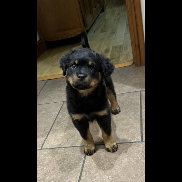 Rottweiler - Dogs